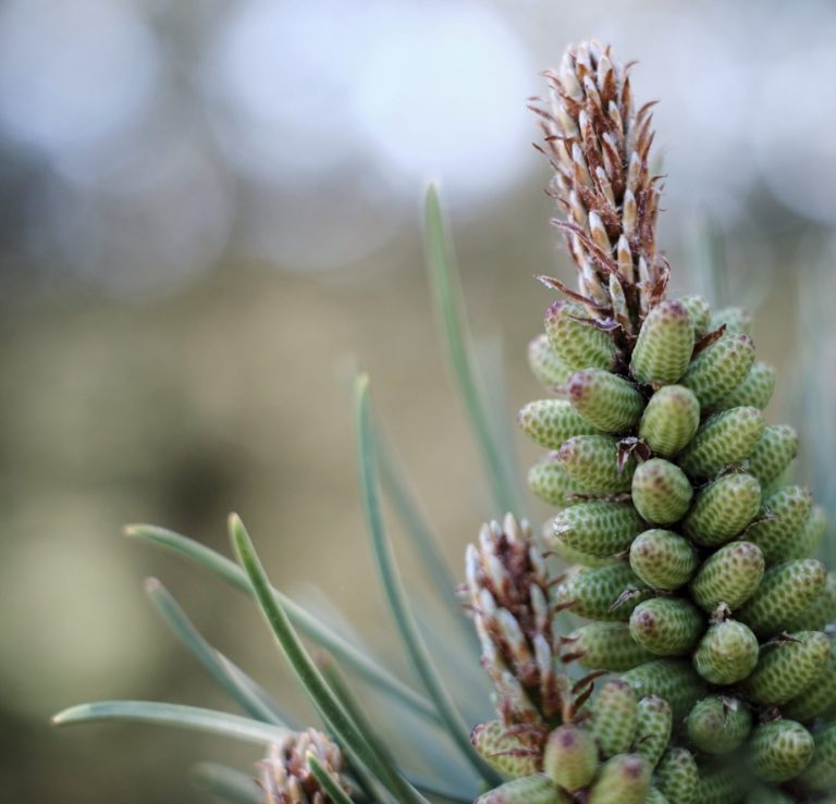 Kiefernzapfen im Frühling