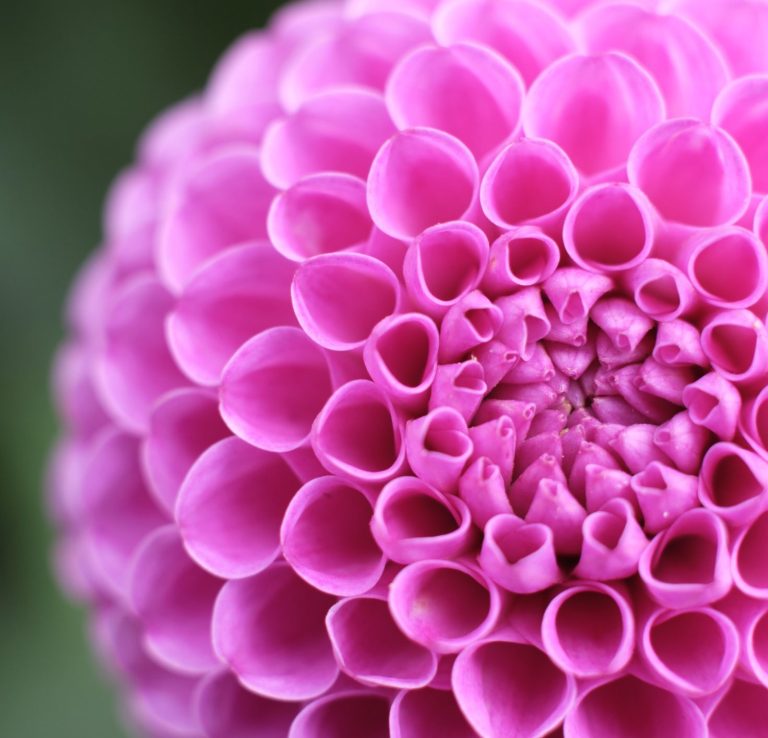 Makro Großfiedrige Dahlie Pink