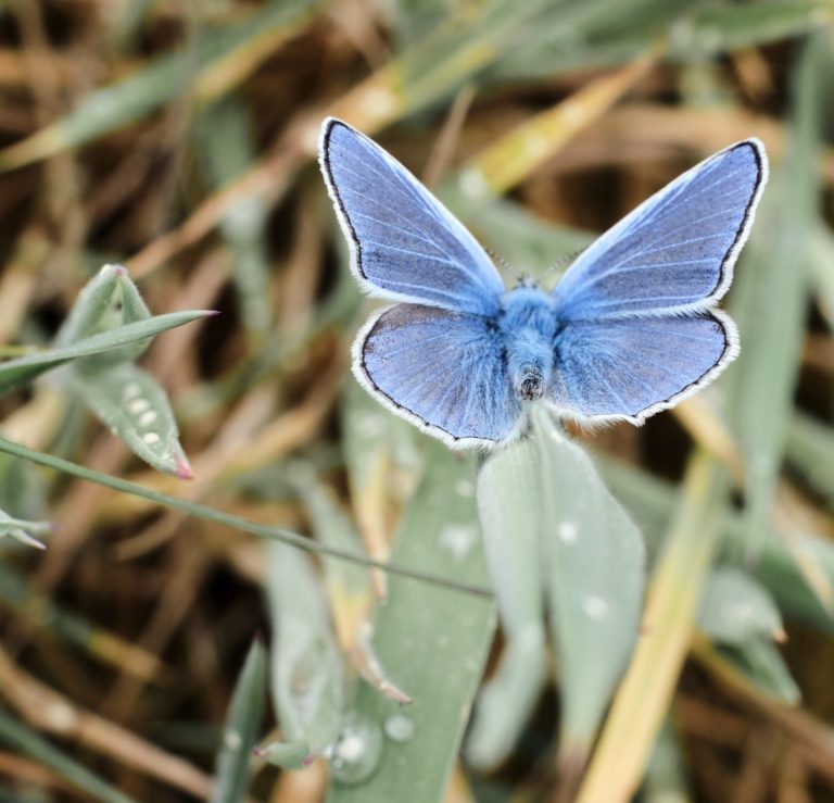 Makrofoto - Kleiner blauer Schmetterling